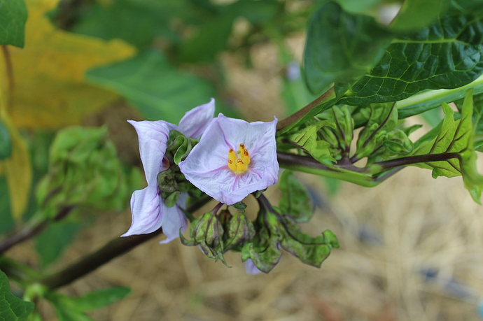 Edible%20Leaf%20Solanum-Songkhla-Flower3