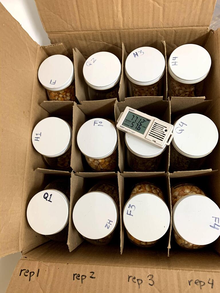 Fill It Full A Simple Way to Reduce Weevil Damage in Maize Seed Stored