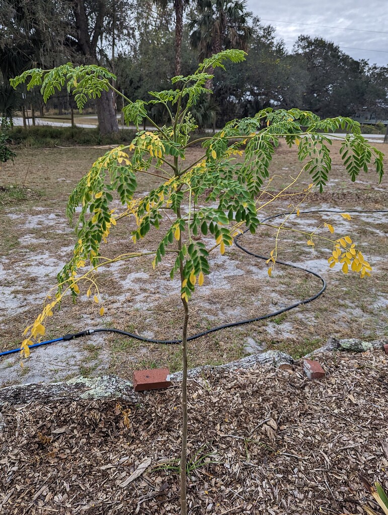 Moringa Tree yellowing and dropping leaves Plants
